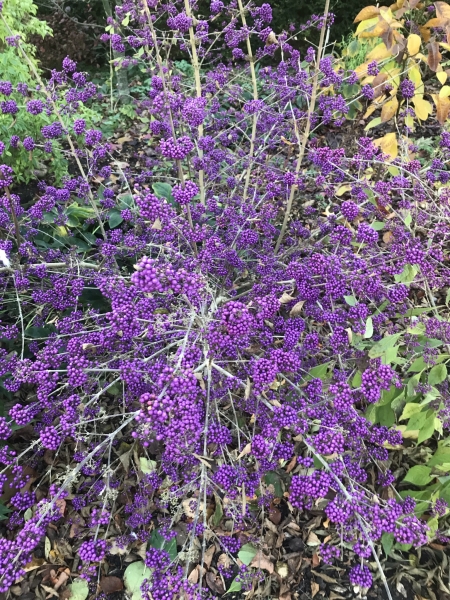 Stow Cottage Arboretum & Garden